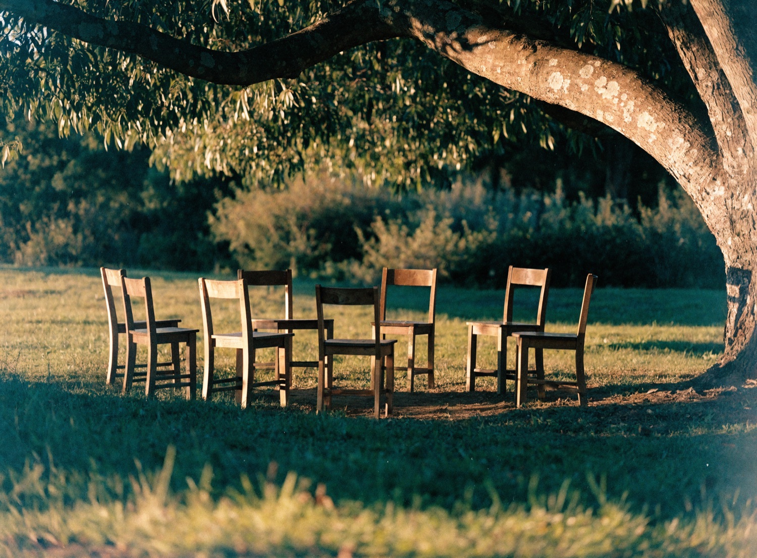 Simple wooden chairs arranged in a gentle circle on grass beneath a large gum tree